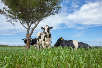 Vacas en libertad en Alcaidús