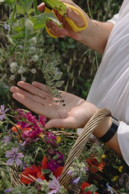 Flores de primavera