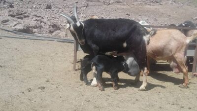 Animales en la granja
