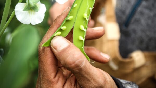 La variedad e Borja tiene nueve guisantes por vaina. Foto: J. Alemany.