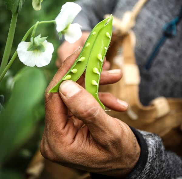 La variedad e Borja tiene nueve guisantes por vaina. Foto: J. Alemany.