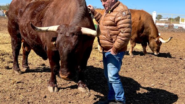 josé Gordon con uno de sus bueyes. El Capricho.
