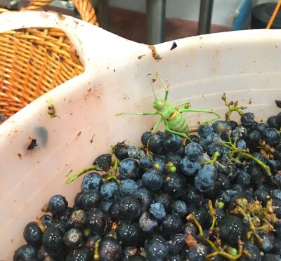 Un escarabajo del viñedo en la uva recién vendimiada. Foto E. Pelaez