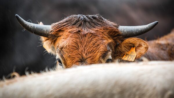 Vaca de raza pajuna de Granada. Foto Ramón L. Pérez.