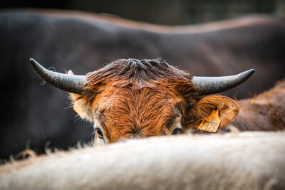 Vaca de raza pajuna de Granada. Foto Ramón L. Pérez.