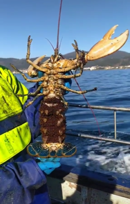 María devuelve las especies con huevas para asegurar su futuro