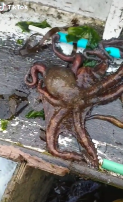 El pulpo que no da la talla se devuelve al mar