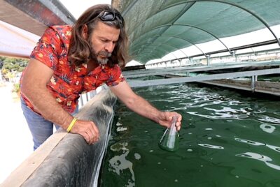 uan Carlos Blanco, director técnico de Salzillo Food, recoge una muestra del agua donde scultiva la espirulina, en San Javier. Foto M. Bueso