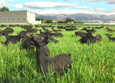 La cabra murcino-granadina da leche de muy buena calidad.