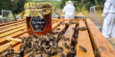 La miel es producida por la abeja negra autóctona