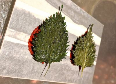 Hoja crujiente de shiso en formato sándwich con sorbete de naranja y remolacha