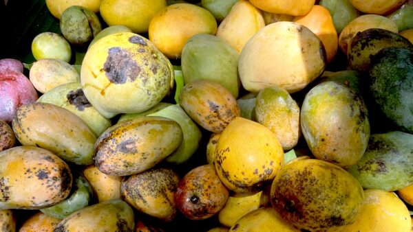 Diversidad de variedades de mangos. Algunas estaban olvidades. Foto C. Arias.