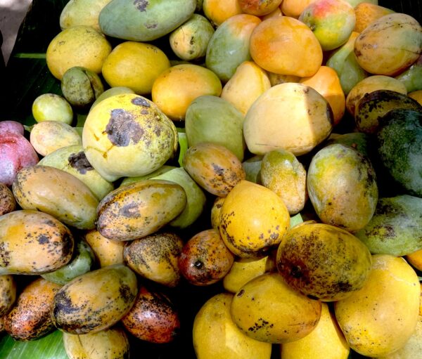 Diversidad de variedades de mangos. Algunas estaban olvidades. Foto C. Arias.