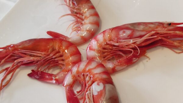 Gamba roja