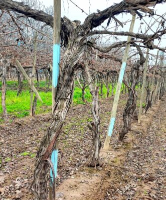 Las marcas que delimitan la parcela de Máxima en La Higuera. Foto M. Martínez.