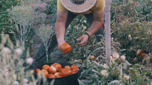 Un agricultor reoge tomates ecológicos en su huerta