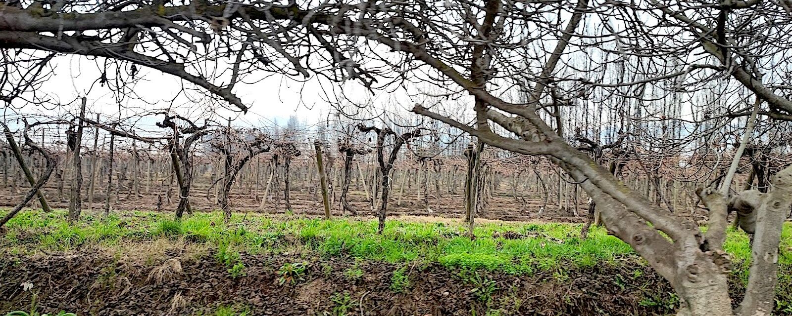Parrones de LasHigueras. Viñedo deViña Intriga. Foto, M. Martínez.