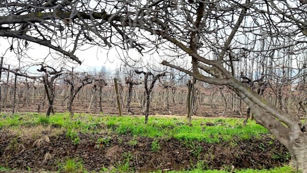 Parrones de LasHigueras. Viñedo deViña Intriga. Foto, M. Martínez.