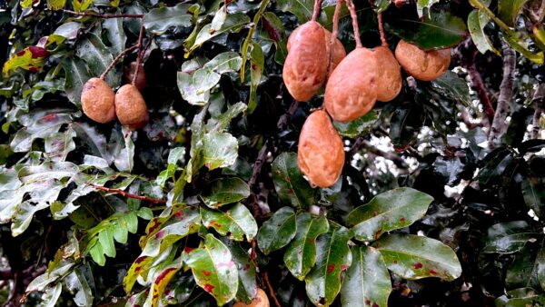Almendro chiquitano