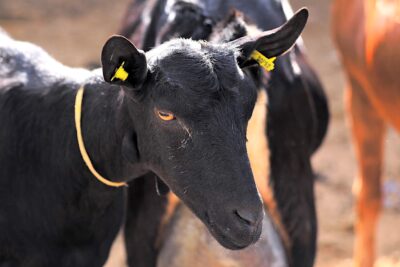 Cabras de La Negrita.