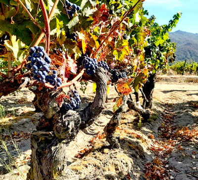 Viejos Viñedos de Apalta.