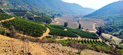 Viñedos de Cornellana.