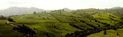 Viñedos de Montes en Apalta.