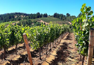 Viñedo de Dakel en Maricerro. Foto Mariana Martínez.
