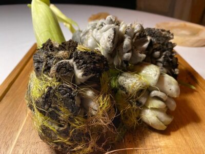 Huitlacoche de Can Simoneta