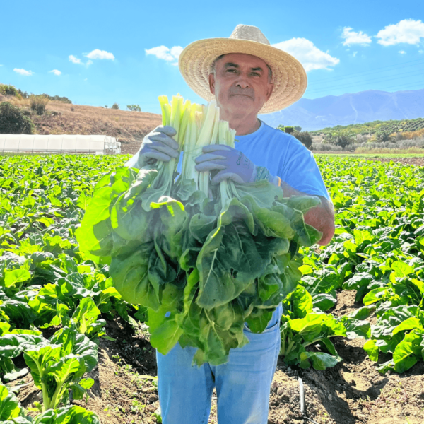 ANDRÉS PLAZA, AGRICULTOR DEL SELLO CALMA. FOTO ELADIO FYV