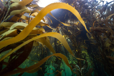Bosque de algas en el canal de Beagle. Foto Joel Reyero Fundación Por el Mar.