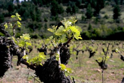 Cepa de carignan de secano.