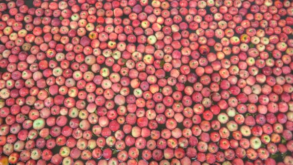 manzanas listas para elaborar sidra Pulkü.Foto, Damián Liviciche.