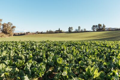 Finca La Vega, uno de los proveedores de Calma Eladio
