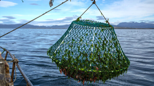 Pesca artesanal de centollas. Foto Agustin Lujan.