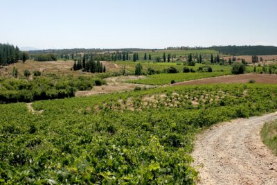 Viñedos del secano del Maule.