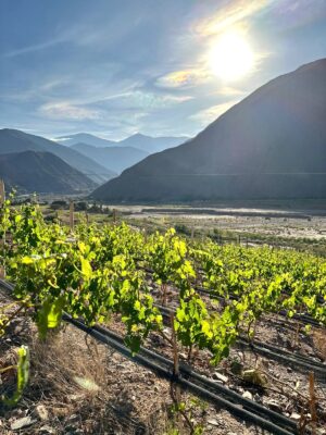 Viñedos de Jujuy entre desiertos y montañas.