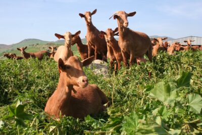 cabra malagueña en el campo. Foto Cabrama