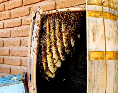 Enjambre reinstalado en una vieja barrica.