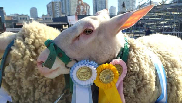 Oveja ganadora de un concurso en La Rural. Foto, Santa Águeda.