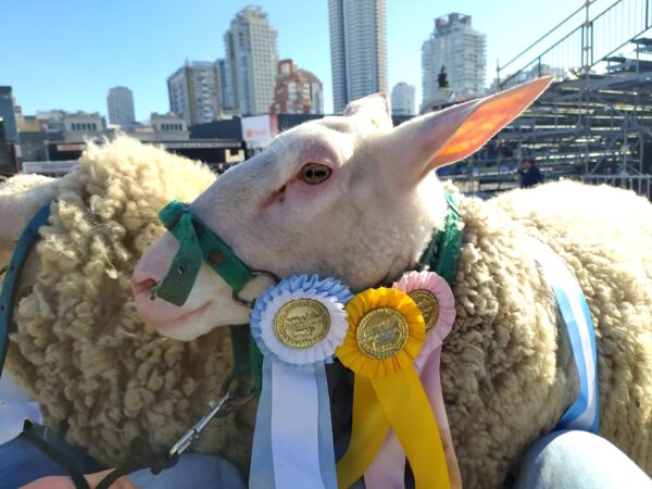 Oveja ganadora de un concurso en La Rural. Foto, Santa Águeda.