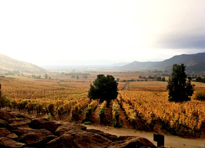Viñedo de Altair. Foto, Marioana Martínez.