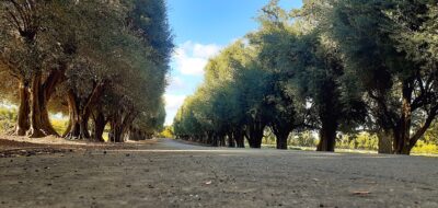 Avenida de olivos en Tacna.