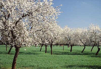 Almendros de Daireaux
