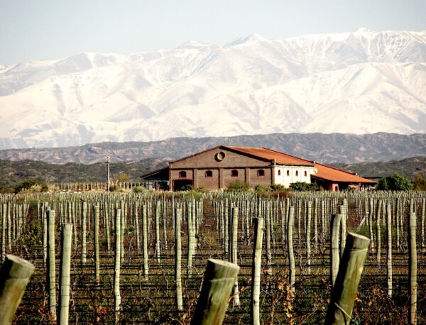 Las etapas del vino argentino por Federico Gambetta