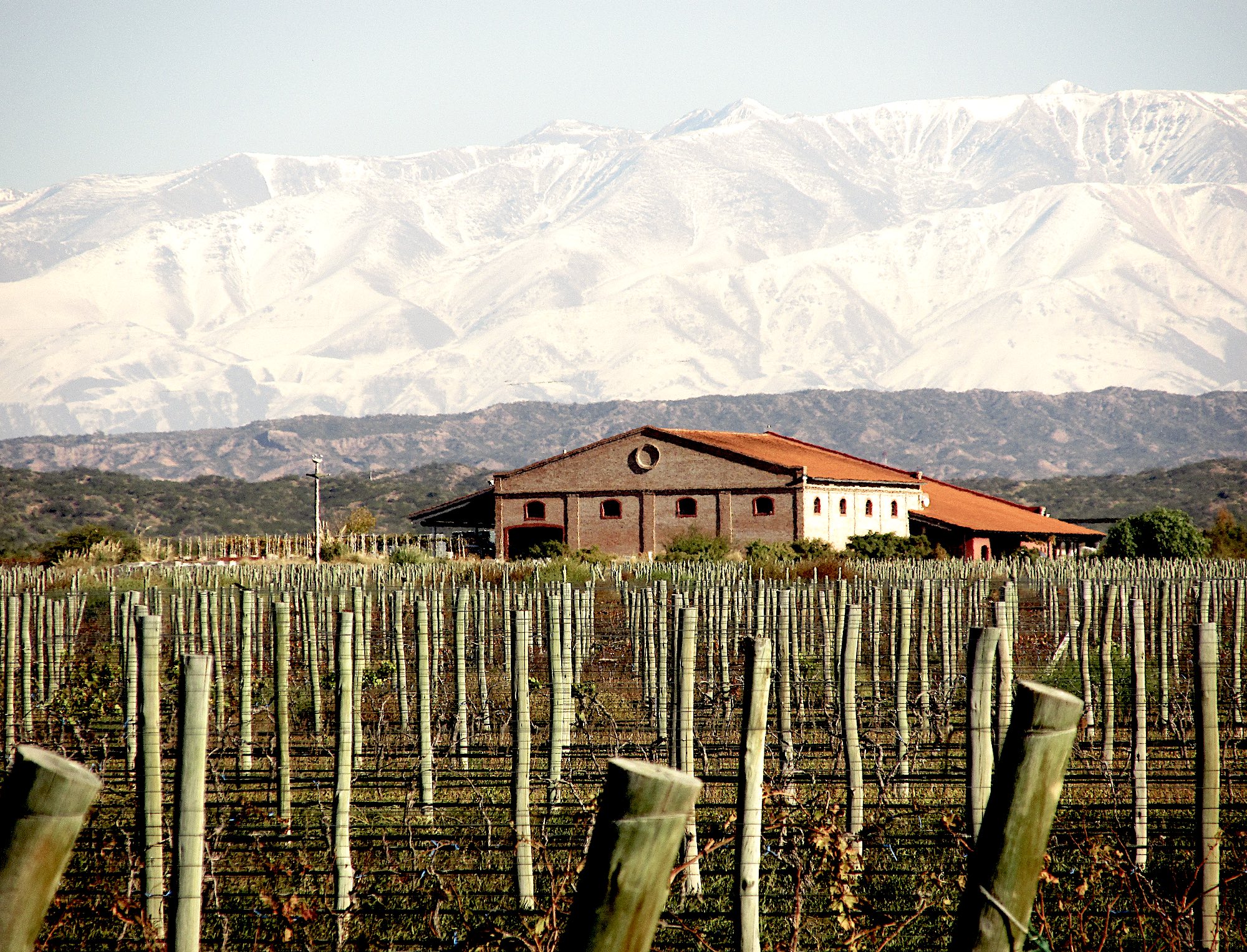 Bodega y viñedos de Altos las Hormigas.
