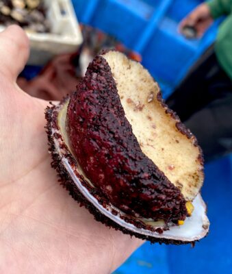 Lapa frutilla.Foto, Pamela Villagra. copia