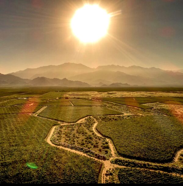 Las etapas del vino argentino por Federico Gambetta