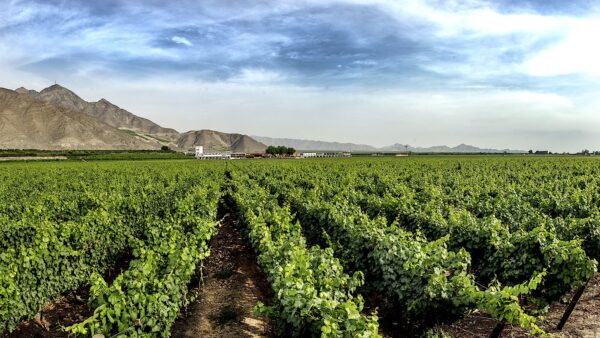 Viñedo de Intipalka