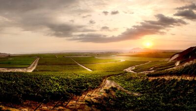 Viñedo de Intipalka desde el mirador de la bodega